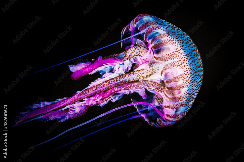 jellyfish on black background